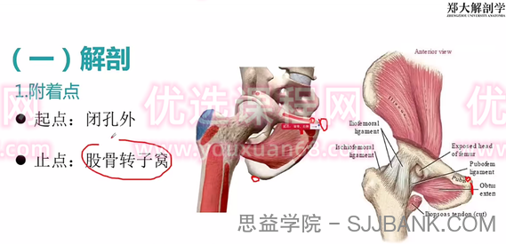 郑大解刨学【每日一肌全身肌肉疼痛讲解】